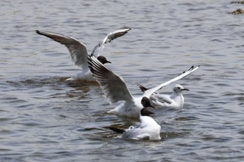 ユリカモメ 夙川河川敷緑地(夙川公園) 2024年5月2日(木)