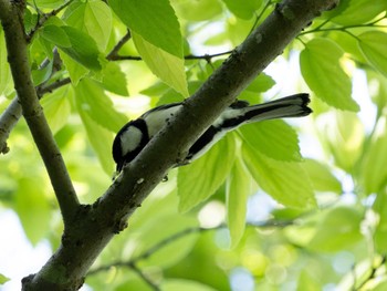 シジュウカラ 高崎自然の森 2024年5月4日(土)