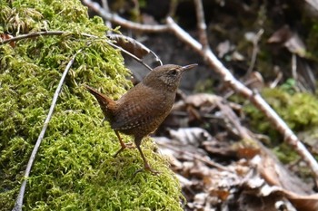 Eurasian Wren 大蔵高丸 Mon, 4/29/2024