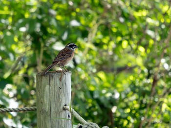 Meadow Bunting 高崎自然の森 Sat, 5/4/2024