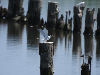 2024年5月4日(土) 伊佐沼の野鳥観察記録