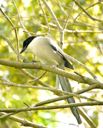 2024年5月4日(土) つくば市の野鳥観察記録