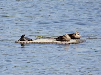 Eastern Spot-billed Duck 多摩川二ヶ領宿河原堰 Sat, 5/4/2024