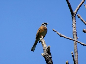 Meadow Bunting 多摩川二ヶ領宿河原堰 Sat, 5/4/2024