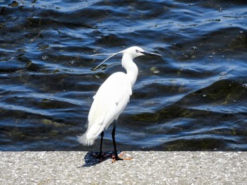 Little Egret 多摩川二ヶ領宿河原堰 Sat, 5/4/2024