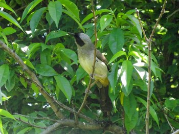 Masked Laughingthrush 多摩川二ヶ領宿河原堰 Sat, 5/4/2024