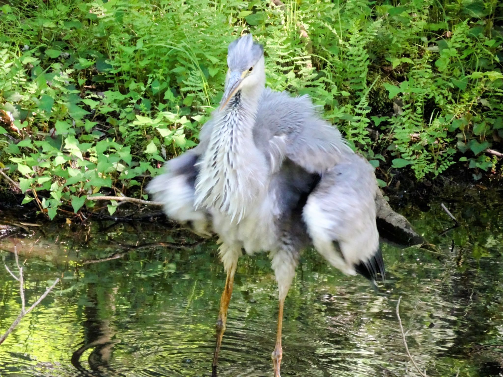 Photo of Grey Heron at Yatoyama Park by ts04