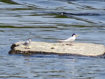 Little Tern 多摩川二ヶ領宿河原堰 Sat, 5/4/2024