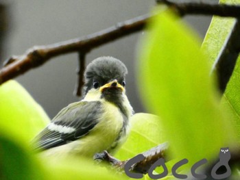 Japanese Tit 神奈川県 Unknown Date