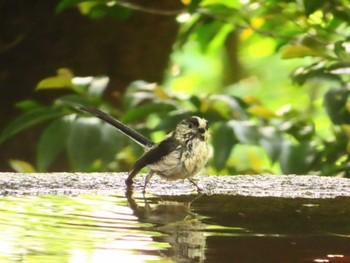 Long-tailed Tit 権現山(弘法山公園) Fri, 5/3/2024