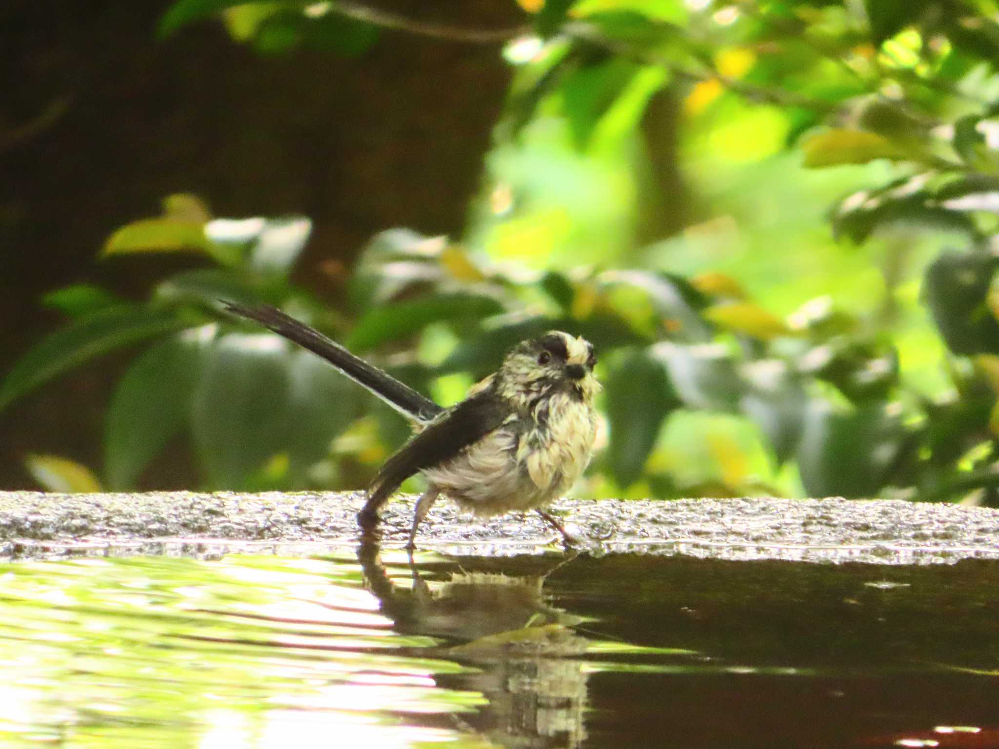 Long-tailed Tit