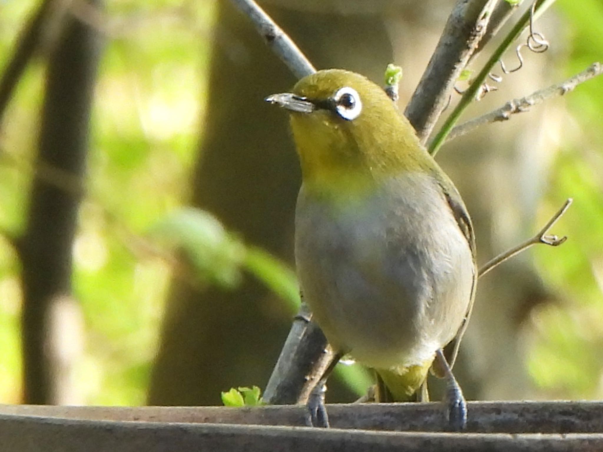 Warbling White-eye