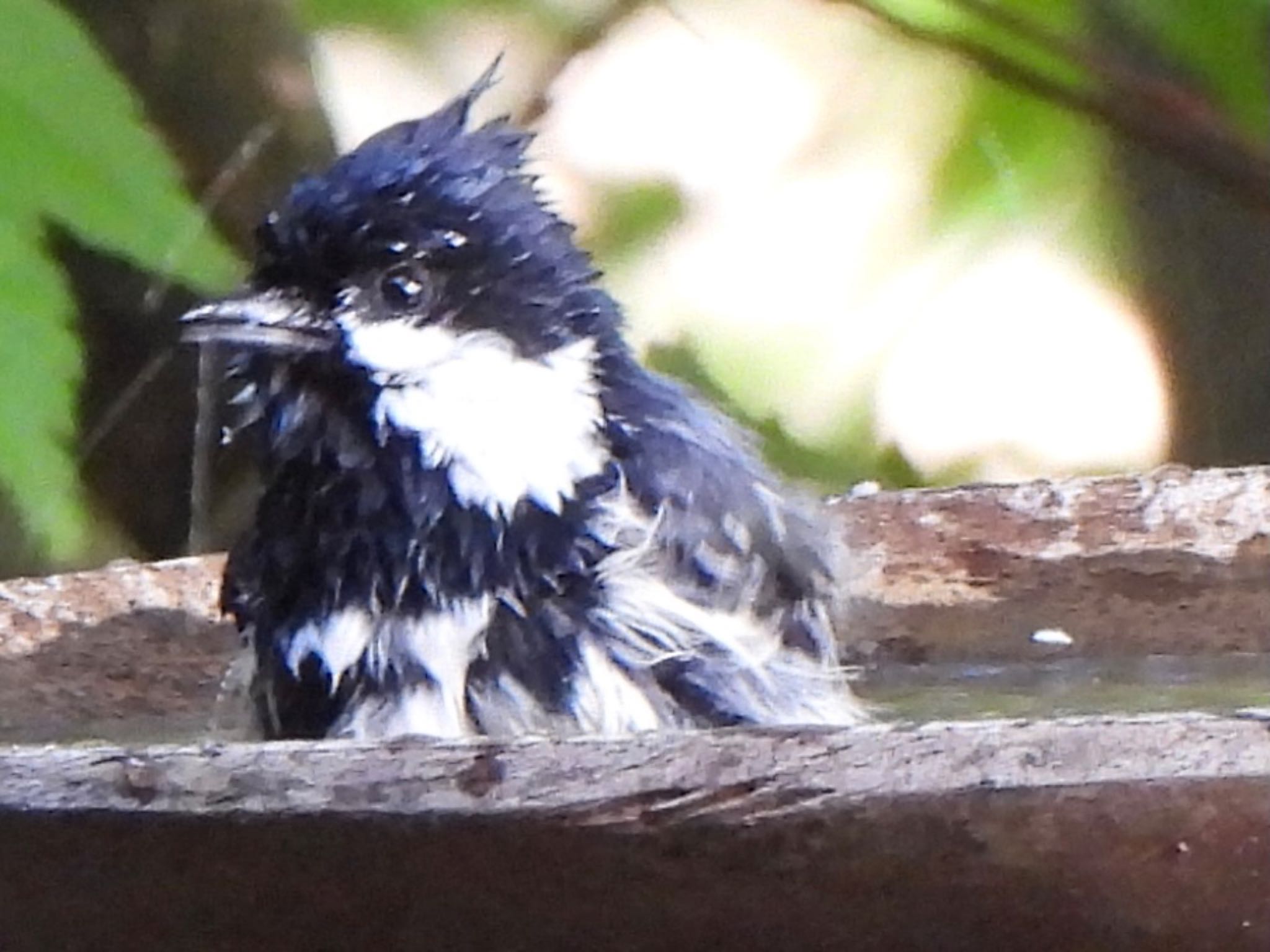 Photo of Coal Tit at 甲斐大泉 by ツピ太郎