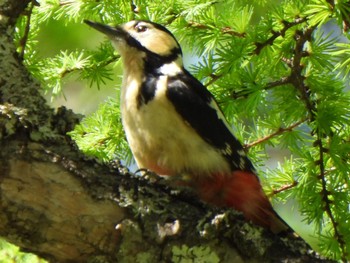 Great Spotted Woodpecker 甲斐大泉 Sat, 5/4/2024