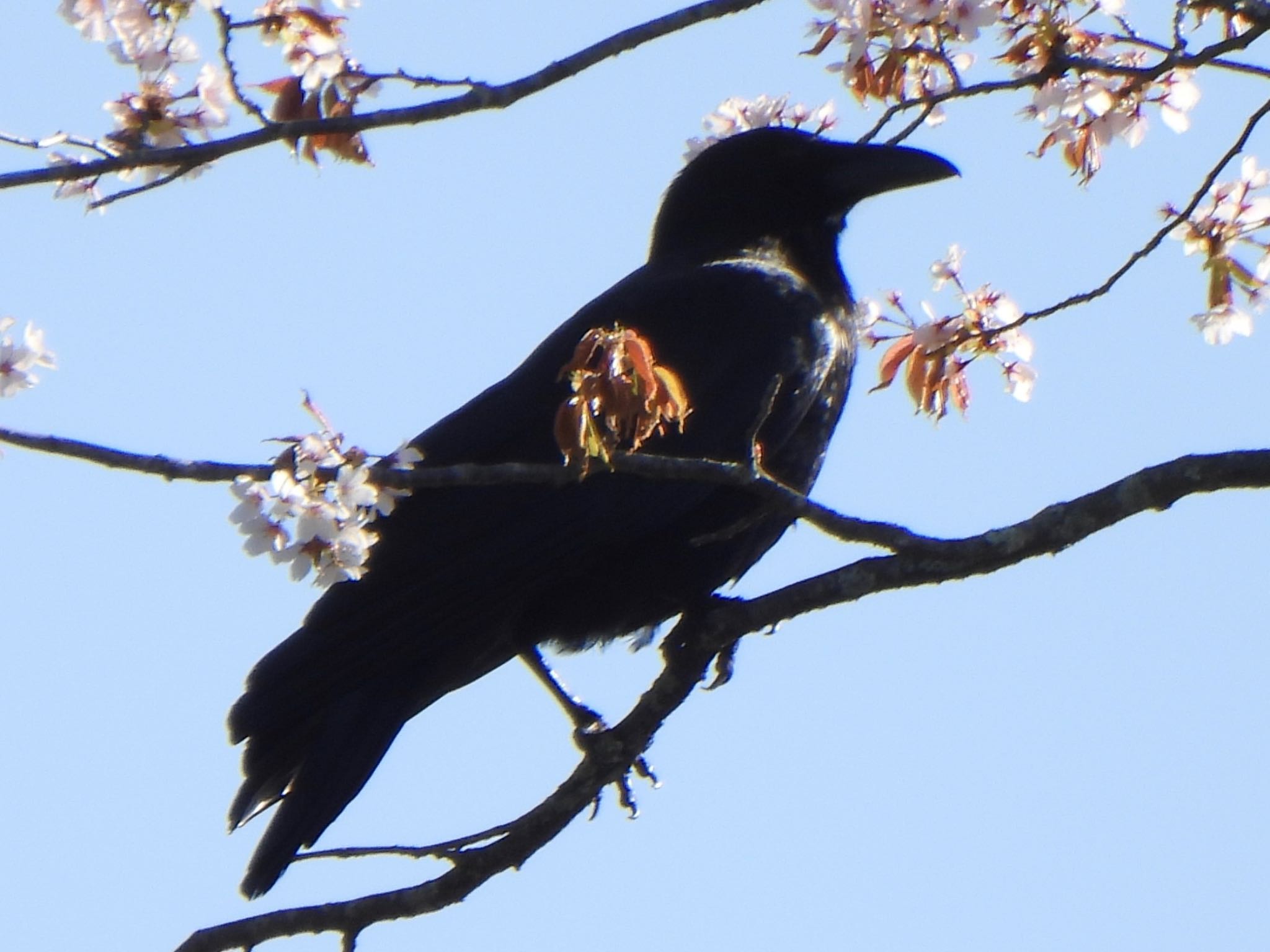 Photo of Carrion Crow at 甲斐大泉 by ツピ太郎