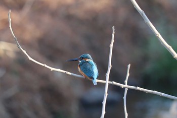 カワセミ 場所が不明 2019年1月2日(水)