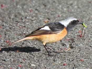 Daurian Redstart 甲斐大泉 Sat, 5/4/2024