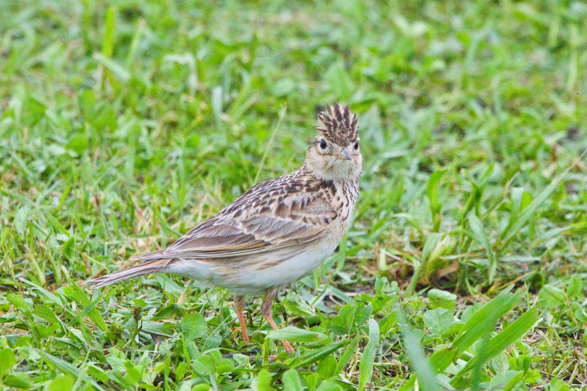 Eurasian Skylark