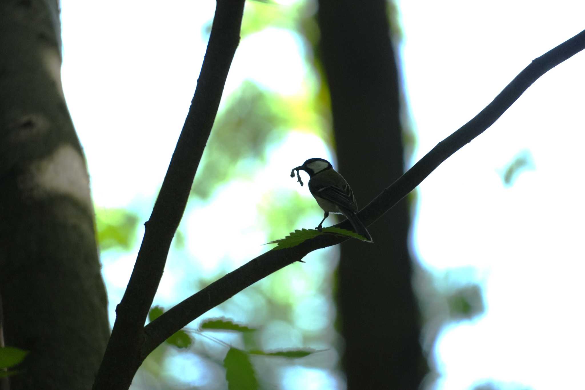 シジュウカラ