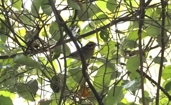 Tristram's Bunting Mishima Island Sun, 4/28/2024