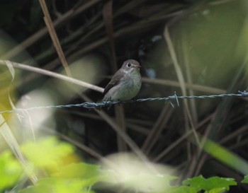 Asian Brown Flycatcher Mishima Island Sun, 4/28/2024