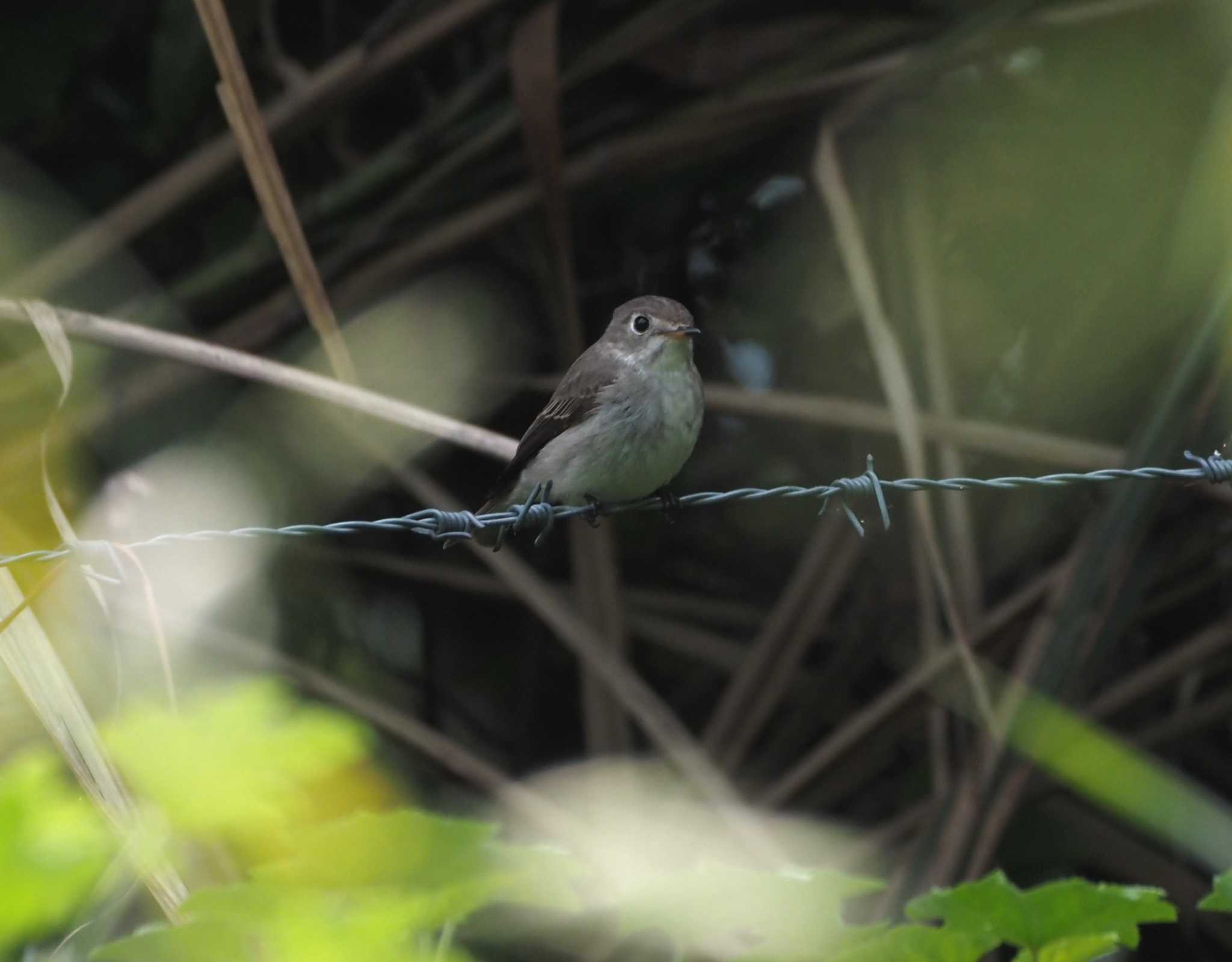 Photo of Asian Brown Flycatcher at Mishima Island by マル