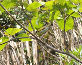 Eastern Crowned Warbler Mishima Island Sun, 4/28/2024