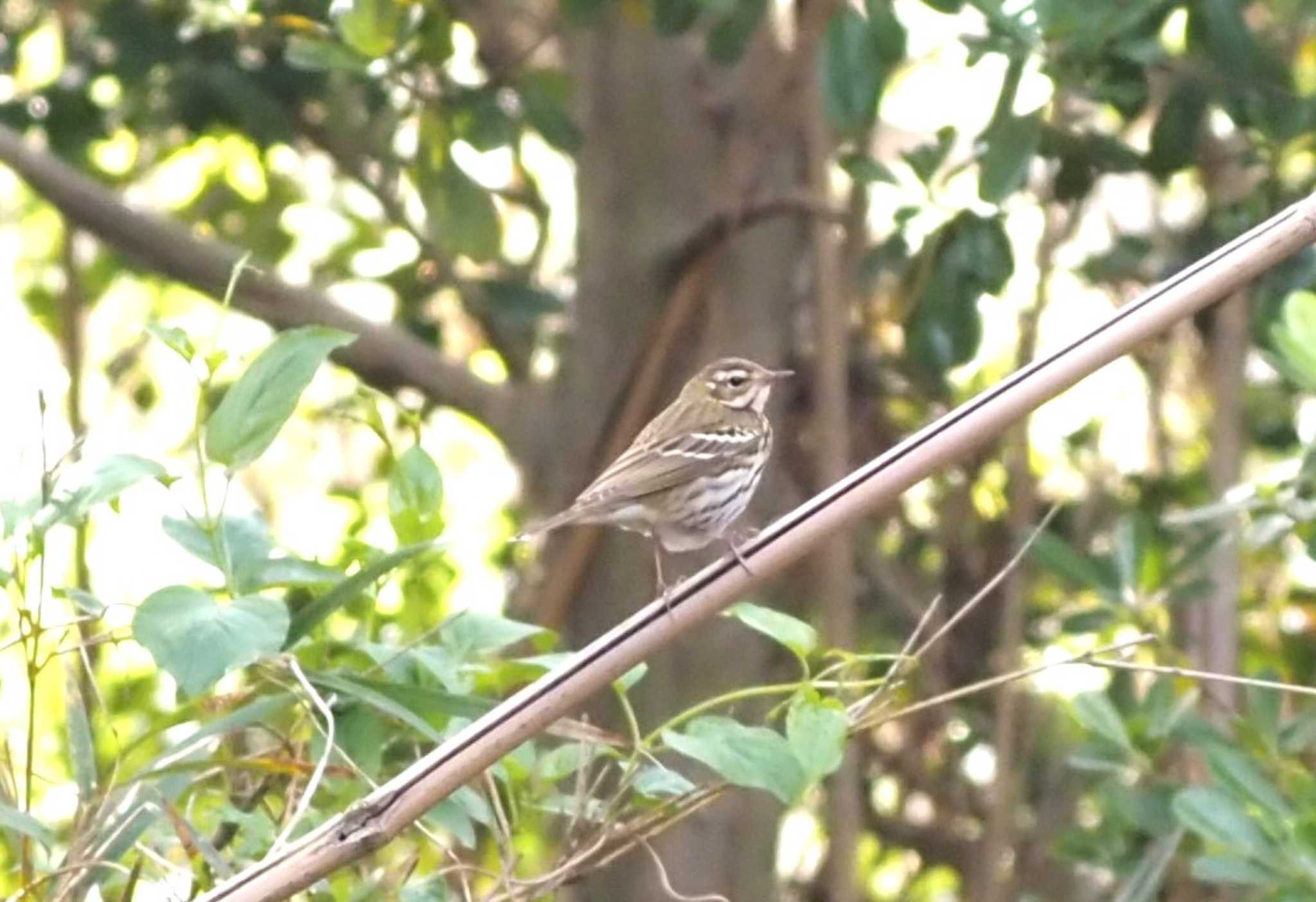 Photo of Olive-backed Pipit at Mishima Island by マル