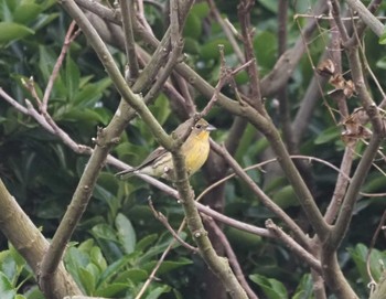 Yellow Bunting Mishima Island Sun, 4/28/2024