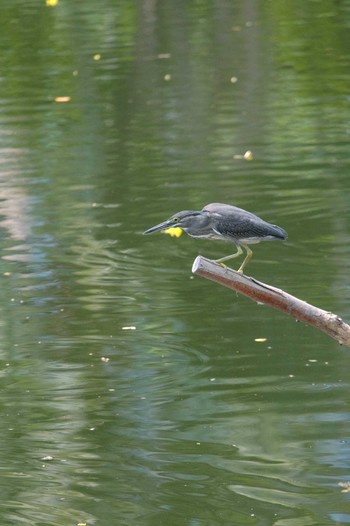 Striated Heron Wachirabenchathat Park(Suan Rot Fai) Fri, 5/3/2024