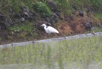 Medium Egret Mishima Island Mon, 4/29/2024