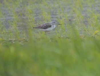 Common Greenshank Mishima Island Mon, 4/29/2024