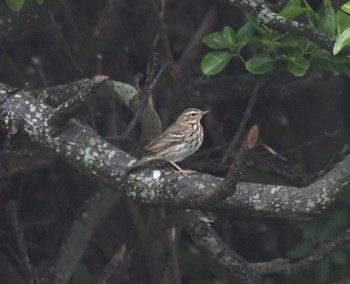 Olive-backed Pipit Mishima Island Tue, 4/30/2024