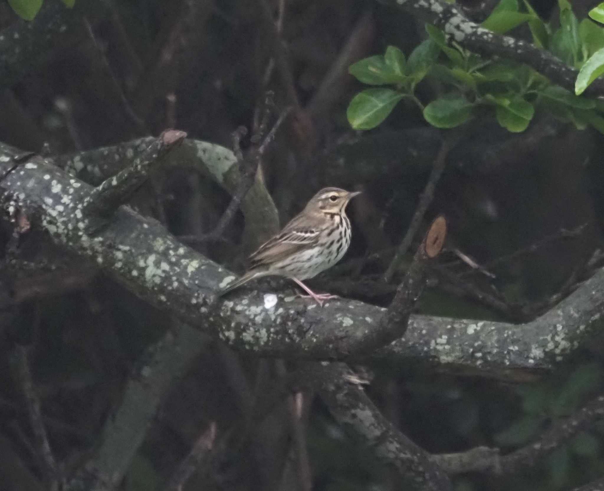 Photo of Olive-backed Pipit at Mishima Island by マル