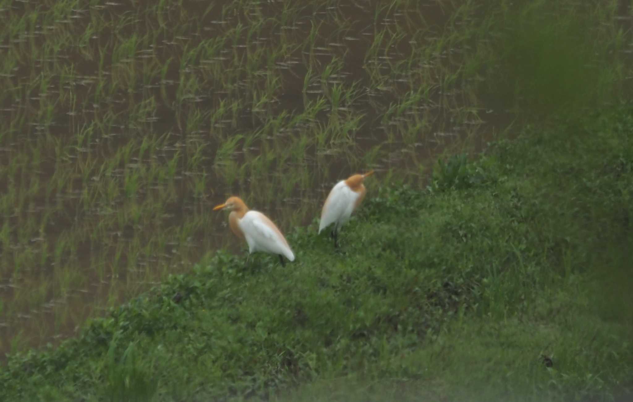 Photo of Eastern Cattle Egret at Mishima Island by マル