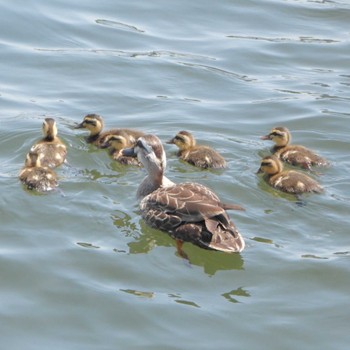 Eastern Spot-billed Duck 中央区立石川島公園 Sat, 5/4/2024