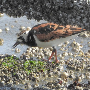 Ruddy Turnstone 中央区立石川島公園 Sat, 5/4/2024