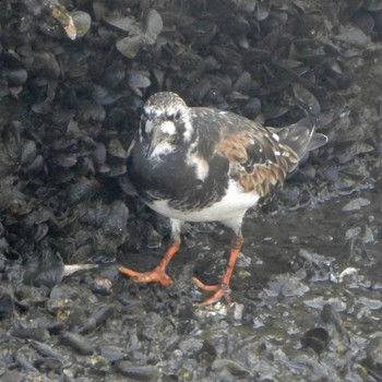 Ruddy Turnstone 中央区立石川島公園 Sat, 5/4/2024