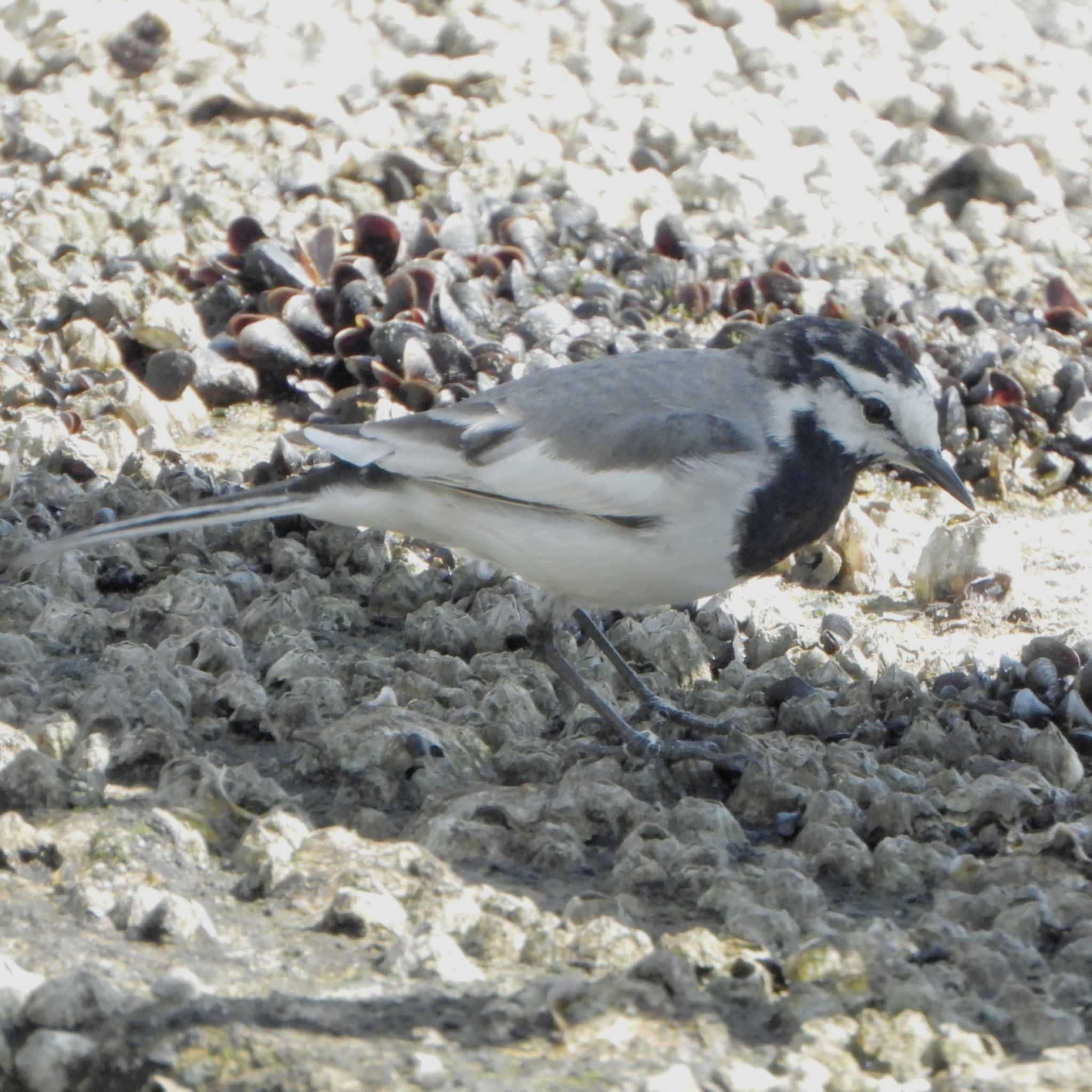 Photo of White Wagtail at 中央区立石川島公園 by akashi-tai