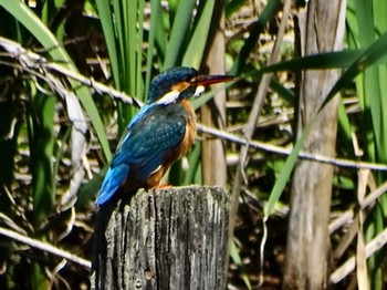 Common Kingfisher Maioka Park Sat, 5/4/2024