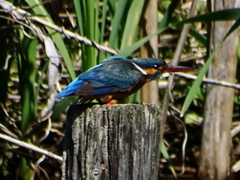 Common Kingfisher Maioka Park Sat, 5/4/2024