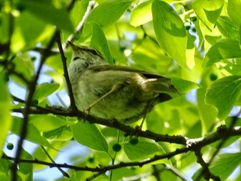 Japanese Bush Warbler Maioka Park Sat, 5/4/2024