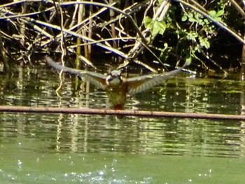 Common Kingfisher Maioka Park Sat, 5/4/2024