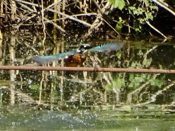 Common Kingfisher Maioka Park Sat, 5/4/2024