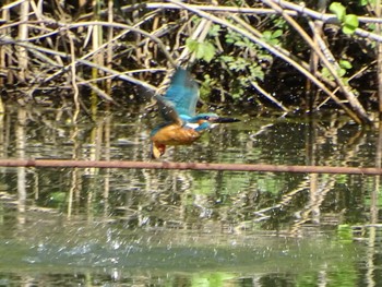 Common Kingfisher Maioka Park Sat, 5/4/2024