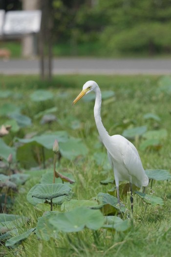 チュウサギ Wachirabenchathat Park(Suan Rot Fai) 2024年5月3日(金)