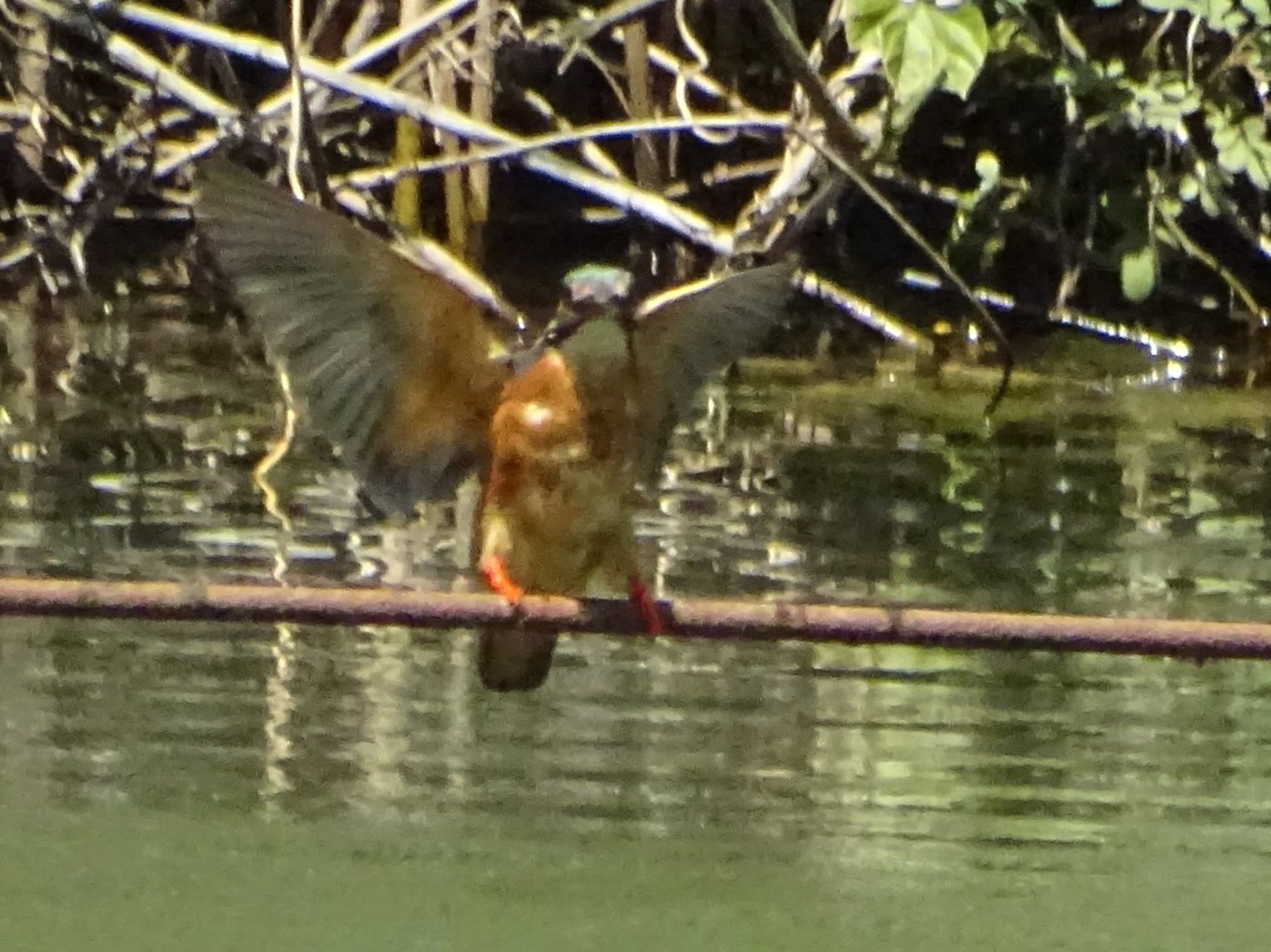 Photo of Common Kingfisher at Maioka Park by KAWASEMIぴー
