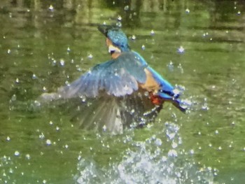 Common Kingfisher Maioka Park Sat, 5/4/2024