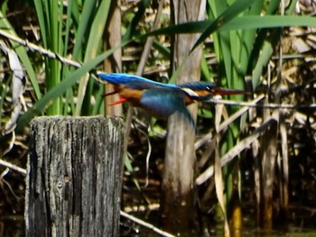 Common Kingfisher Maioka Park Sat, 5/4/2024