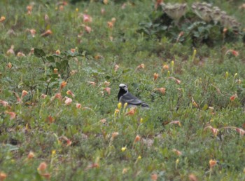 White Wagtail(ocularis) Mishima Island Tue, 4/30/2024